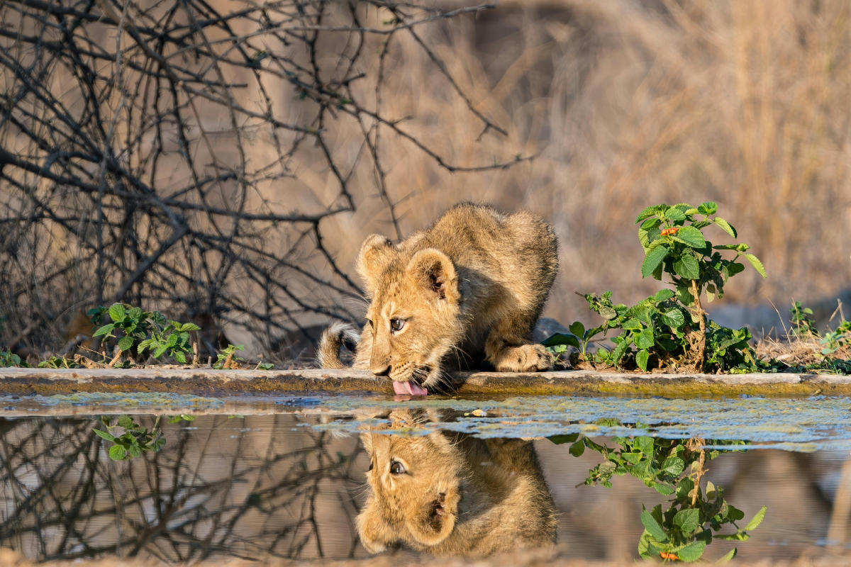 Gujarat Wildlife & Gir Safari